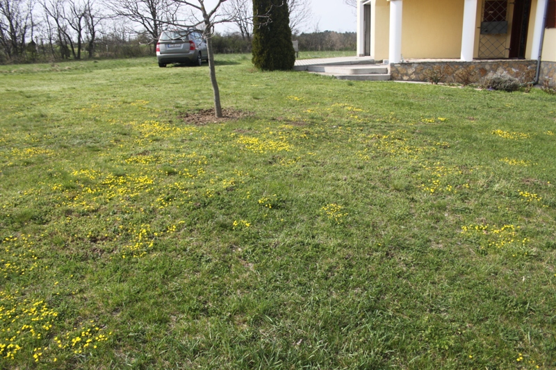 Der Rasen erwacht. Die ersten Gänseblümchen lassen sich blicken